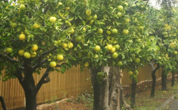 Sein Sohn erhielt von seinem Schwiegervater als Mitgift einen Pardes (ein Garten). Dieser brachte ihm aber kein Glück.