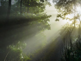 Licht