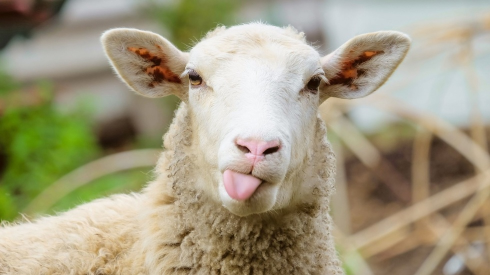 koscheres Fleisch - Schafe