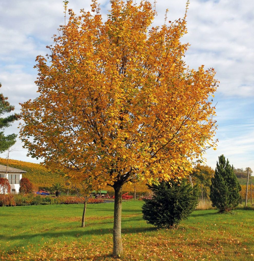 Der Baum, der Mensch - das G"ttliche Ebenbild