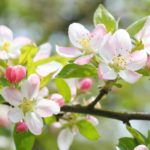 obstbaume-befruchten-so-konnen-sie-nachhelfen